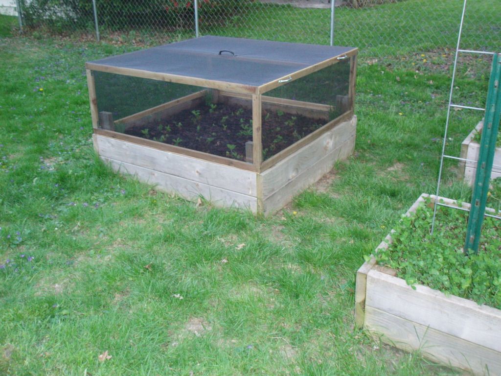 How to stop squirrels from digging in planters - Garden -Trees, Grass